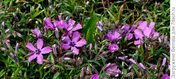 Флокс шиловидный