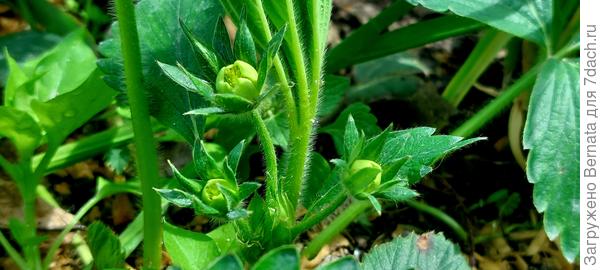 Клубника в бутонах