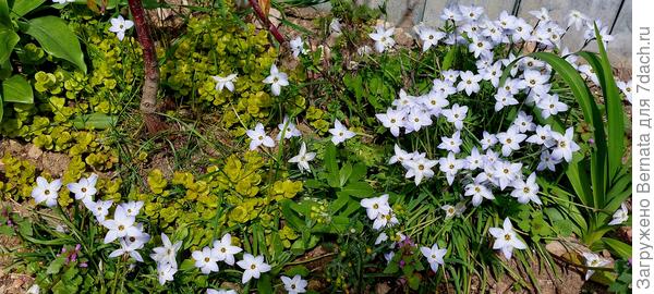 Ифейон и вербейник