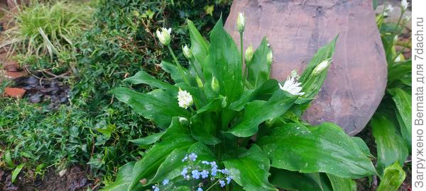 Начинает цвести черемша