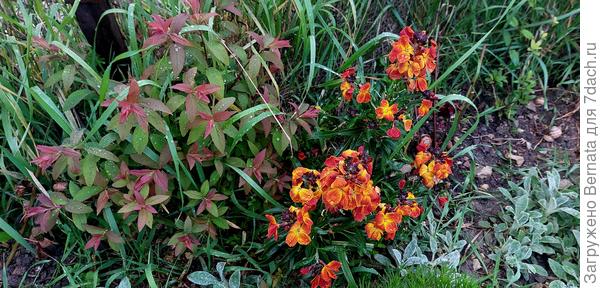 Случайно сохранившийся кустик лакфиоли