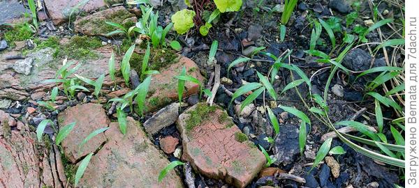 Пока листики не понюхала:))