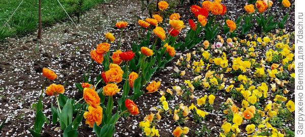 Тюльпаны и виолы