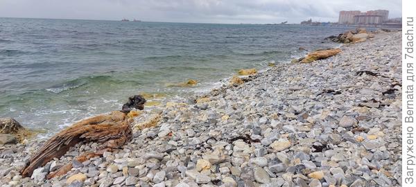 Море часто выкидывает кучу деревяшек...