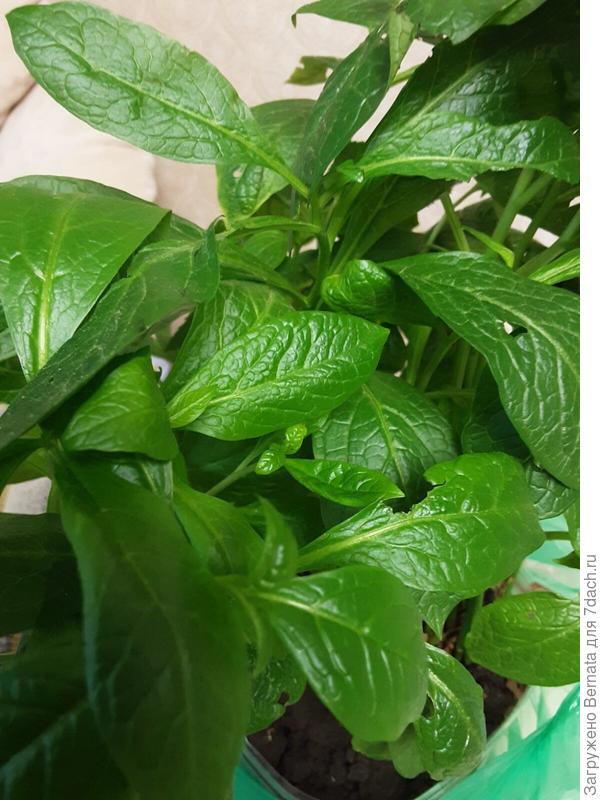 Фото оттуда...