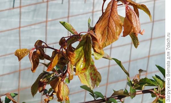 Краснолистная и красноплодная алыча (ткемали)