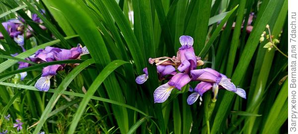Злаколистные ирисы