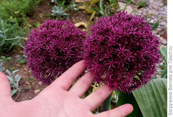 Аллиум Оскар