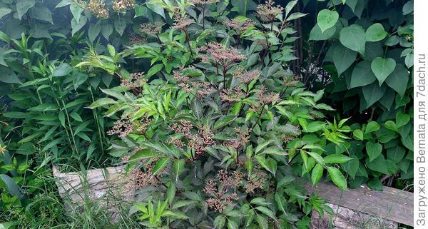 Ещё одна бузина