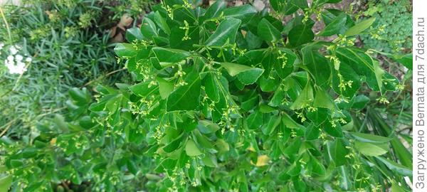 Такой у вас?