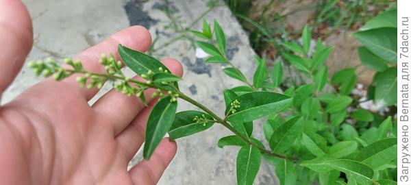 Сравните. Она?