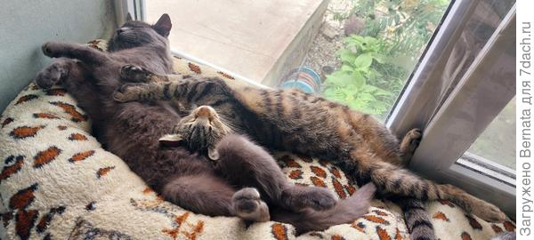 Мои мартышки ещё не закончили линять, поэтому оконный скребок у меня постоянно под рукой