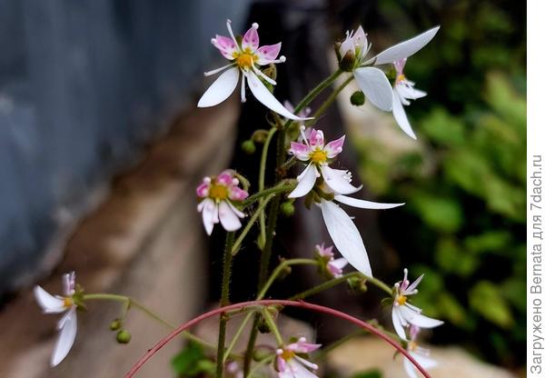 Камнеломка плетеносная