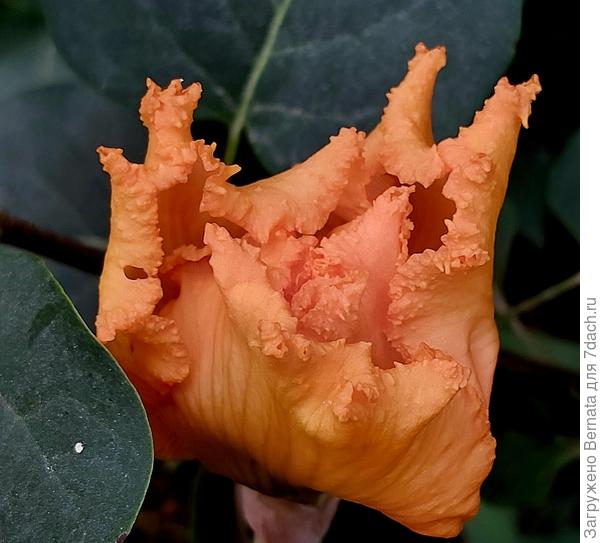 Ирис бородатый