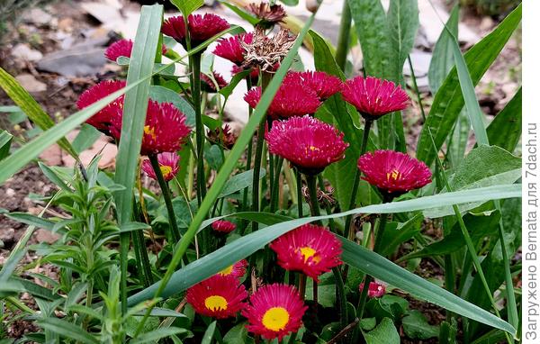 Маргаритки