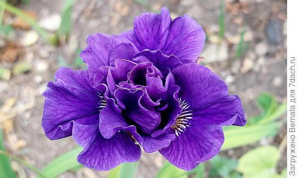 Сибирский ирис