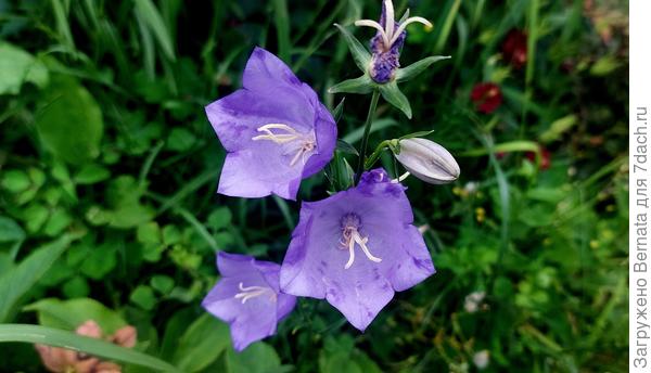 Колокольчик персиколистный