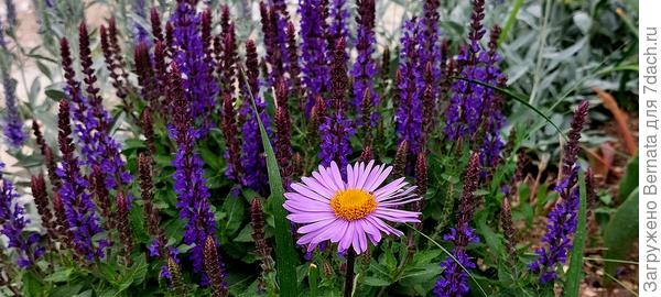 Фелиция и шалфей дубравный