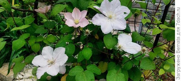 Клематис Ежи Пепелушко