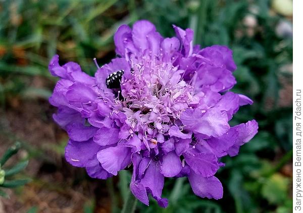 Скабиоза