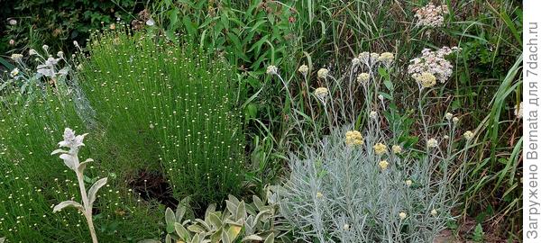 Цмин и сантолина