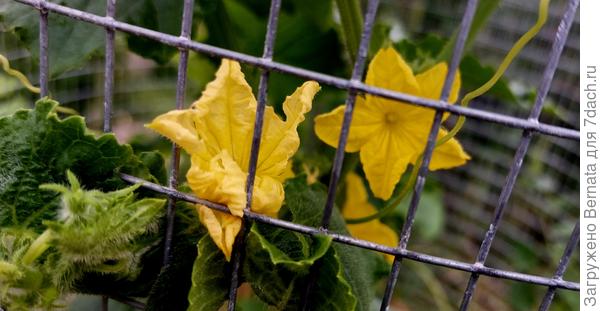 Свободу попугаям!!!