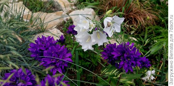 Колокольчики- скученный и персиколистный