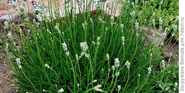 Лаванда белая