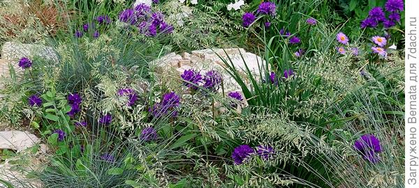 Колокольчики скученные и овсяница