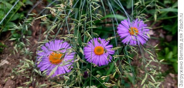 Фелиция и соцветия овсяницы