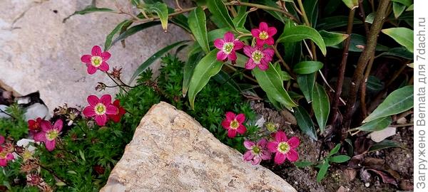 Камнеломка Арендса