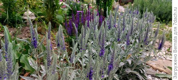 Вероника седая