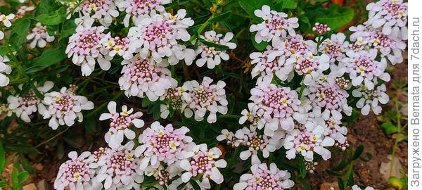 Розовый иберис