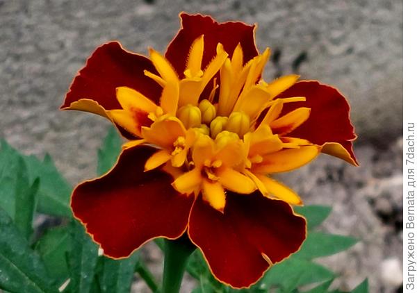 И бархатцы там же....