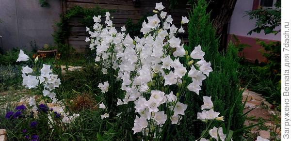 Колокольчики персиколистные