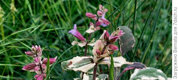 Шалфей Триколор