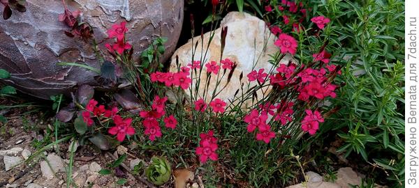 Гвоздика травянка