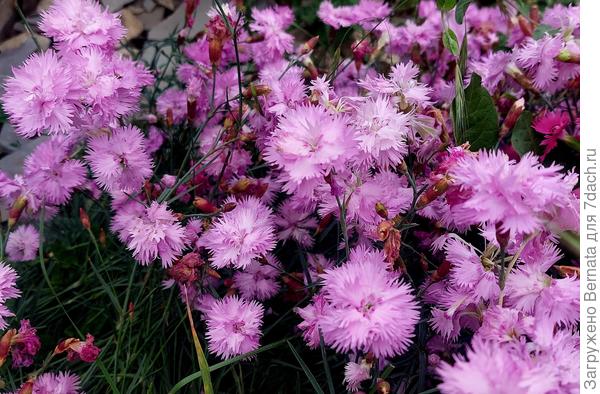 Гвоздика перистая