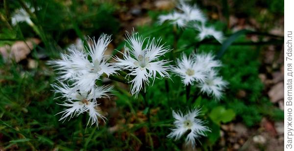 Гвоздика песчаная