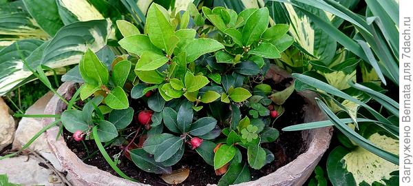 Гаультерия