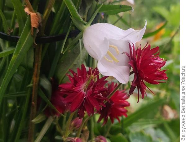 Аквилегия и Колокольчик