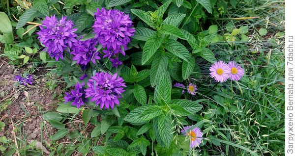 Колокольчик скученный, мята,