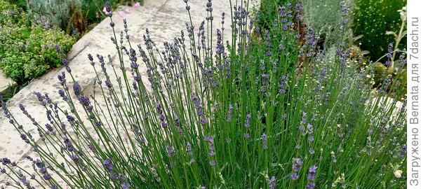 Лаванда