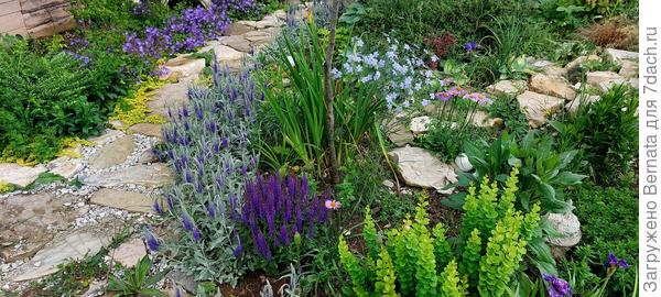 В центре- темно-фиолетовое пятно- шалфей дубравный