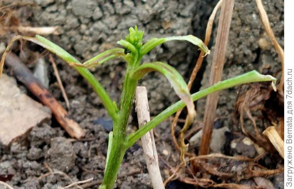 Основное количество кустиков выглядит так...