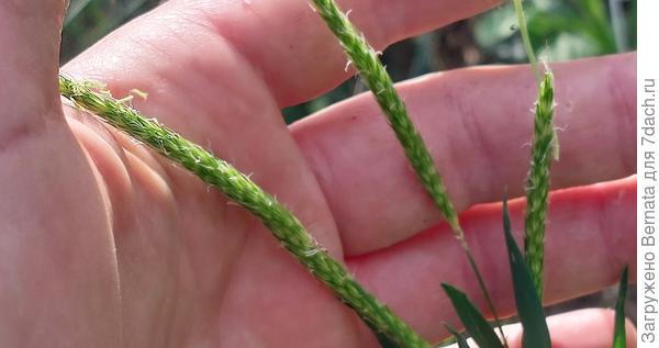 Лисохвост бывает таким маленьким?