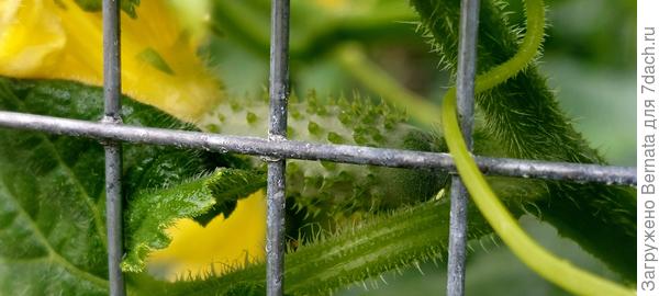Сначала появляются нормальные здоровые завязи