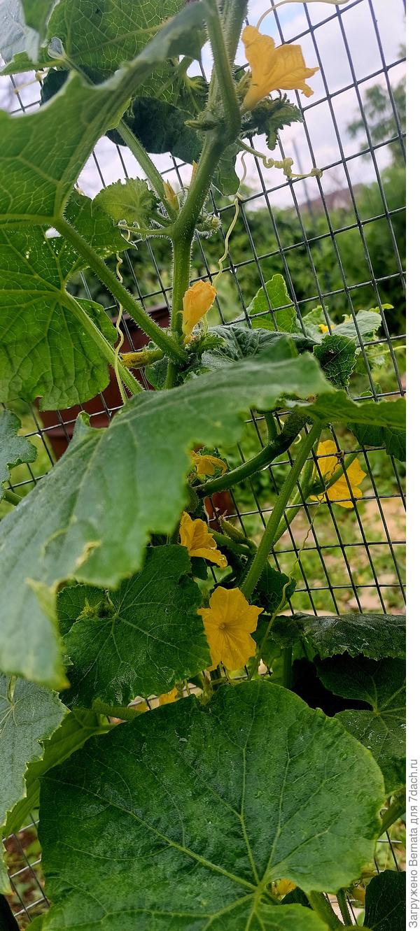 Обильное цветение с начала мая