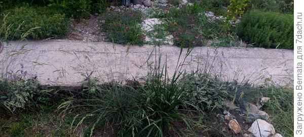 Справа от овсяницы сизой