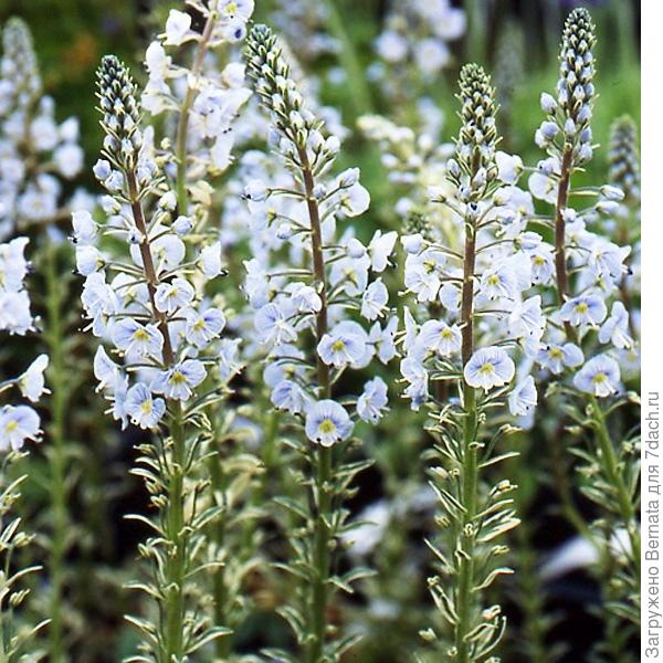 Фото из интернета:)